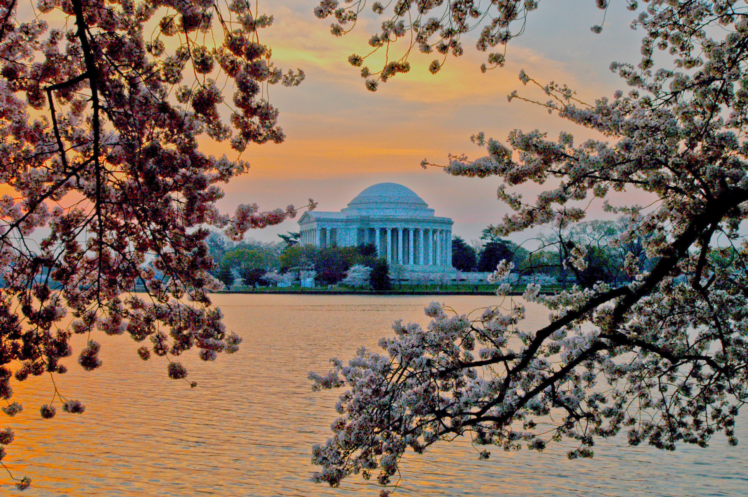 DCCherryBlossoms